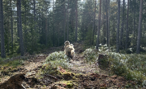 bårnåsåsen