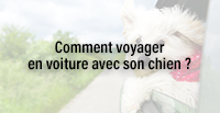  Comment voyager en voiture avec son chien ?