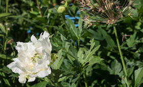 Allium christophii