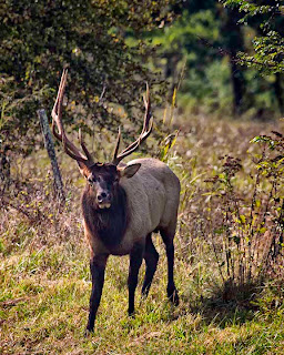 bull elk