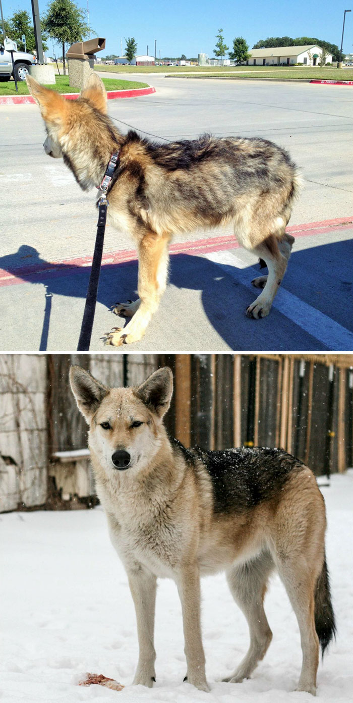 30 Heartwarming Before And After Pictures Of Dogs That Were Rescued And Finally Cared For