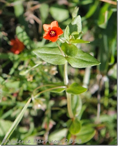 11-scarlet-pimpernel
