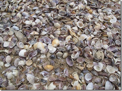 Shells Kaw Kwang Beach