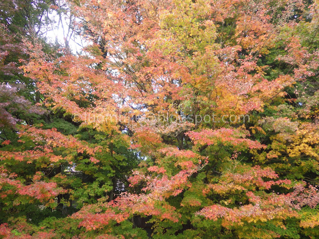 Fushoushan Farm maple autumn foliage