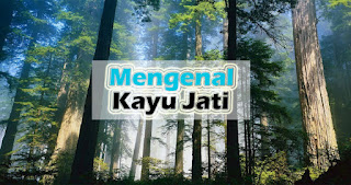 Mengenal Kayu Jati