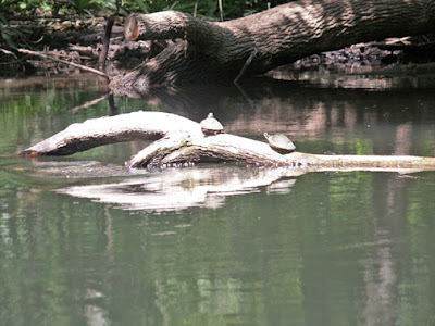 turtles and alligators