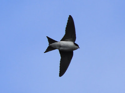 House Martin in Athens