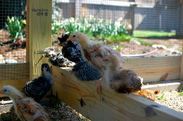 Chickens, Coop, chicks, backyard chickens, 