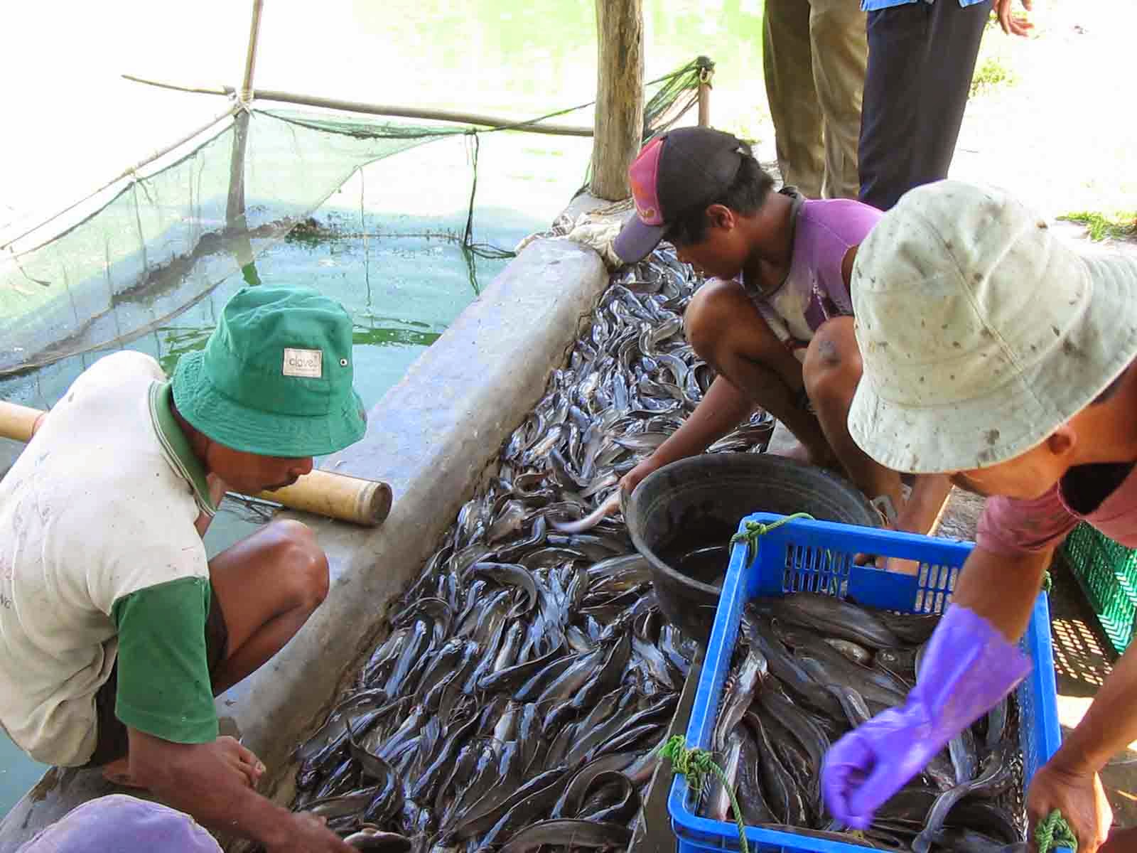 ternak ikan lele