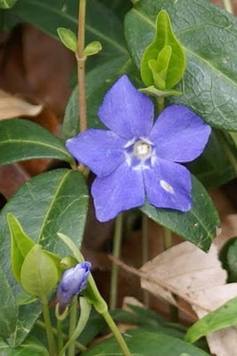 Kleine Maagdenpalm - Frisselgrien - Vinca minor