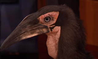 Hornbill Conan TBS