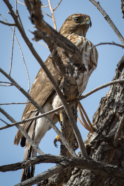 Sharp-shinned Hawk, Fairview Reservoir