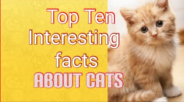 Top Ten Interesting Facts About Cats