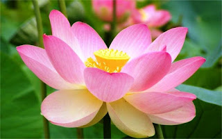 Foto Bunga Teratai Yang Sedang Mekar_Lotus Flower Picture