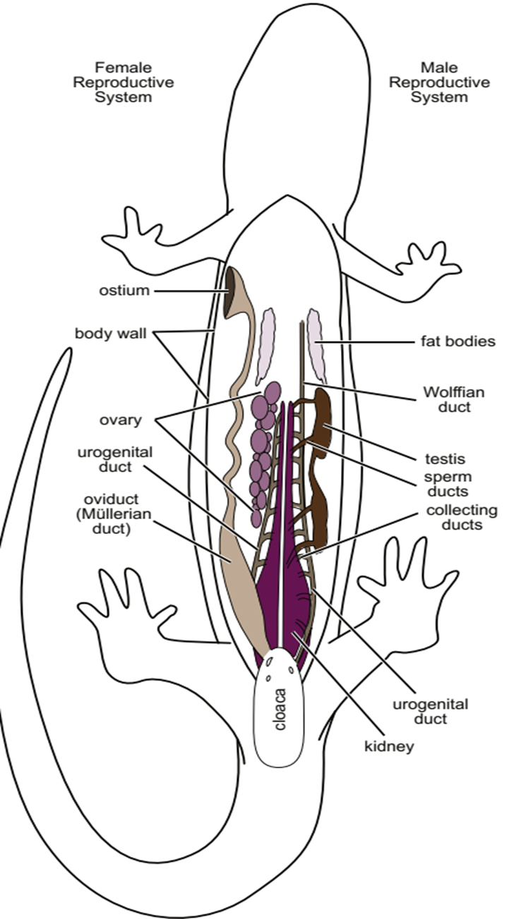 Vista ventral de los tractos reproductivos de una hembra (izquierda) y macho (derecha) de un anfibio idealizado.