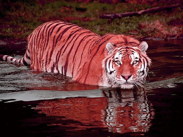 TIGER - Jungle Animals HD Wallpaper