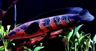 Ikan Channa Maru Red Barito dan Cara Merawatnya