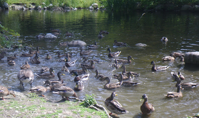  Birds on the water