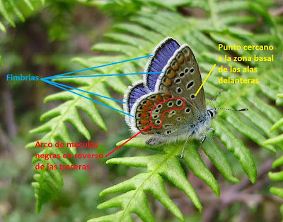 Resultado de imagen de Polyommatus icarus