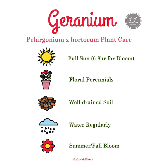 Geranium Plant Care Guide