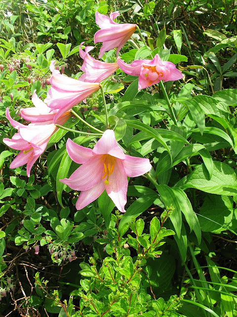 Лилия красноватая (Lilium rubellum)