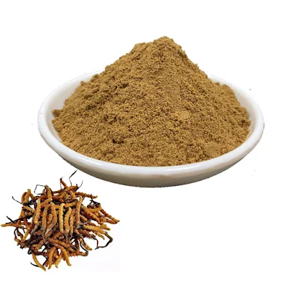 Cordyceps mushroom powder supplier in Pune