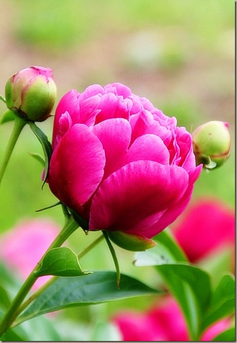peony1