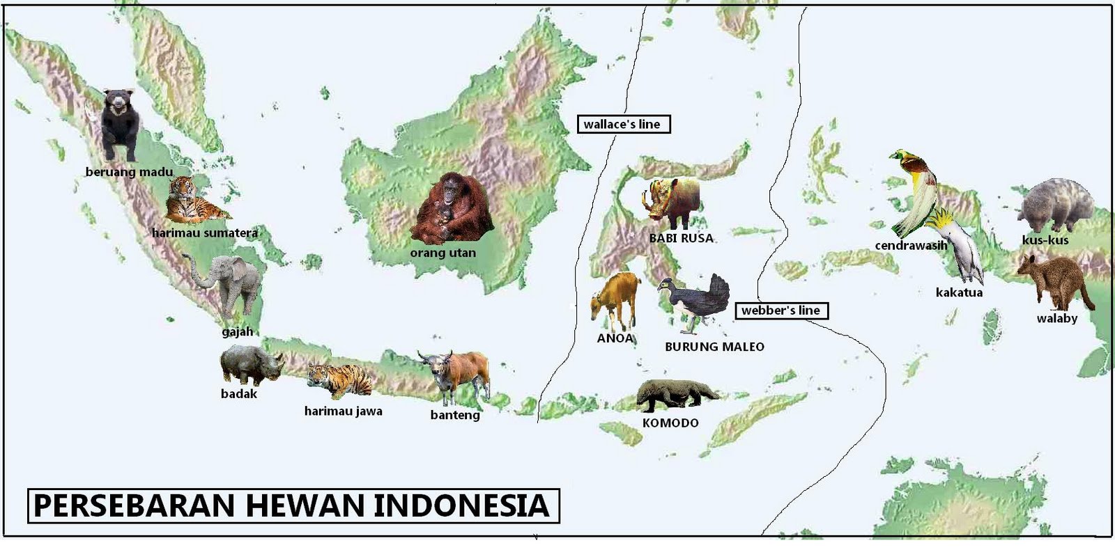 PETA PERSEBARAN HEWAN  DI INDONESIA GEOGRAFI REGIONAL 