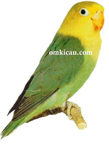 KOMUNITAS BURUNG LOVEBIRD JABODETABEK Gambar burung lovebird 