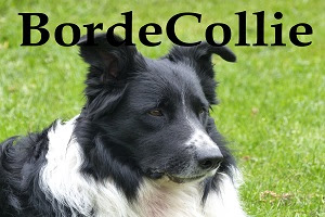 border collie : Informationen zur border collie -Hunderasse