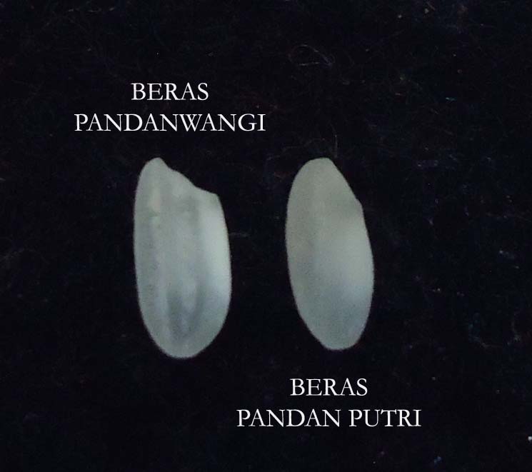 Kenali Ciri-ciri Varietas Pandanwangi Cianjur