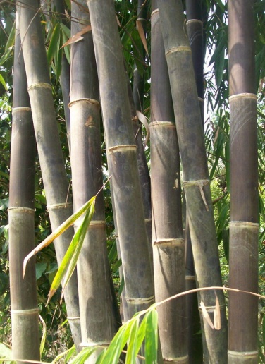 Jenis - Jenis Bambu ~ Studi Bahan Bangunan Universitas 
