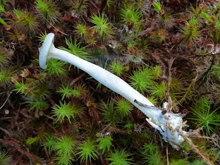 Cantharellula umbonata - Clitocybe omboné - Chanterelle ombonée