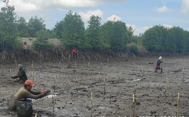 637 Ribu Hektare Mangrove Indonesia Kritis