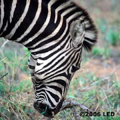 Walking through the clouds with a circus mind that's running wild, butterflies, and zebras. . .