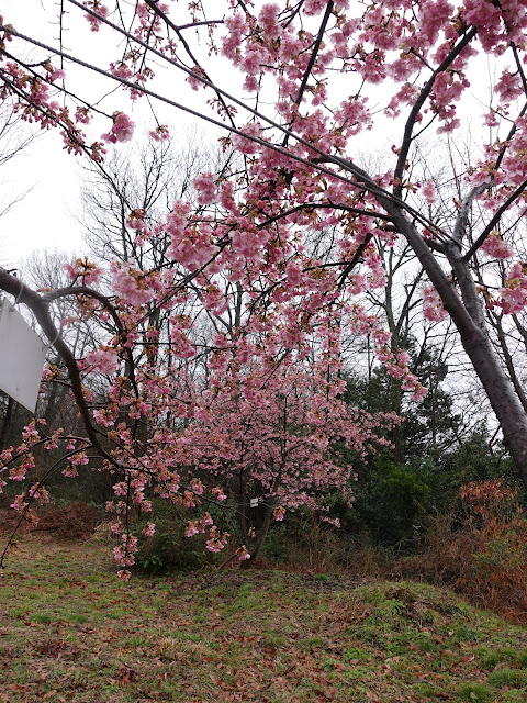 鳥取県西伯郡伯耆町丸山　伯耆町交流の森の河津桜