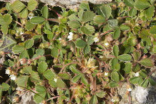 wild strawberry (Fragaria vesca) plant in flower