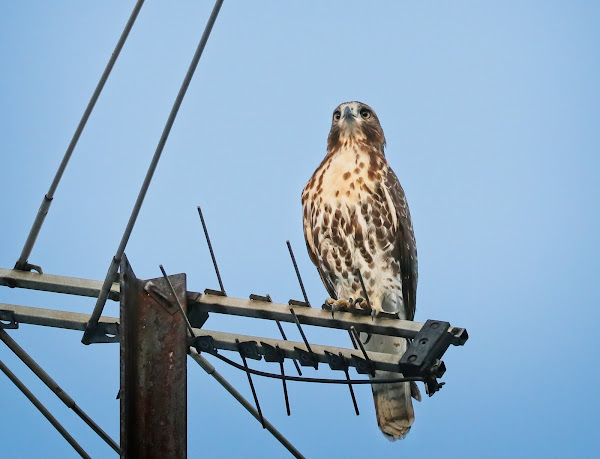 Tompkins Square hawk fledgling perched on an antenna