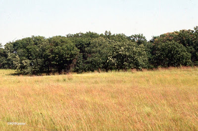 tallgrass prairie