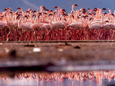 Flamingo wallpapers