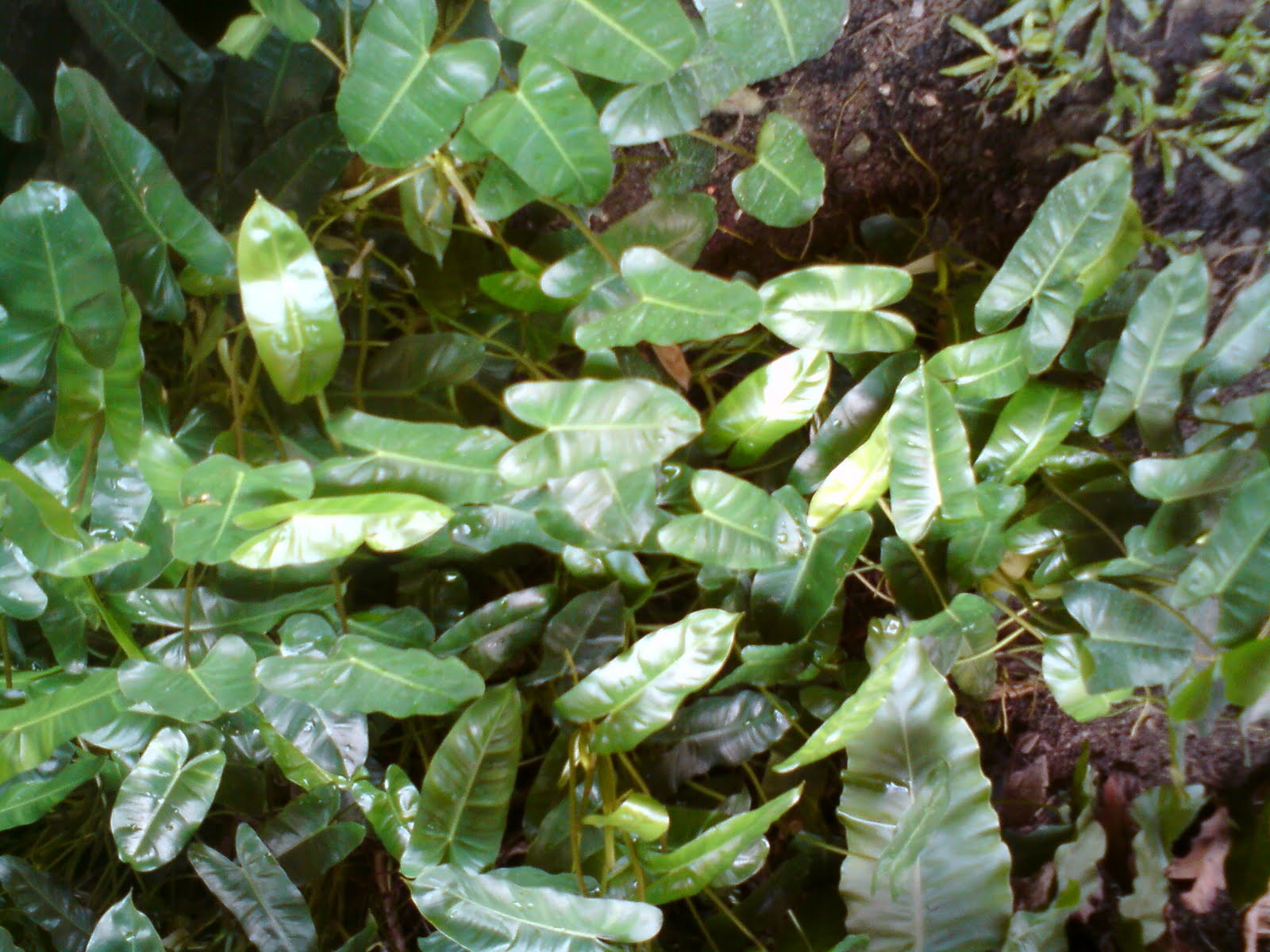 pokok herba bunga  ulaman dan segala jenis tumbuhan 