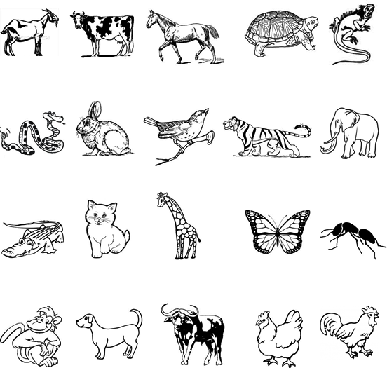 Download Modul Bahasa Inggris tentang Animal BAHASA 