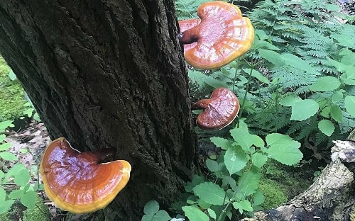 Hongo Reishi o Ganoderma