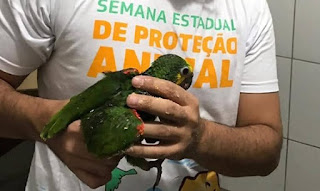 MEIO AMBIENTE - Semace aplica multa de R$ 195 mil a traficante de animais