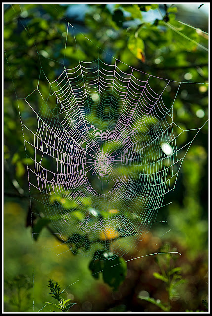 Web; Spider Web; Nova Scotia