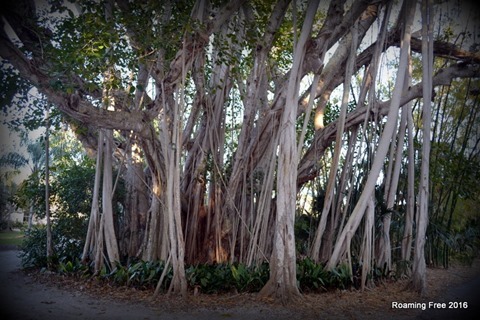 Banyan Tree