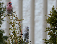 House finch pair, Natick, MA - Mar. 2015, photo by Konstantin Solomatov