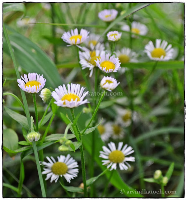 White Flowers, Forest Flowers, yellow center