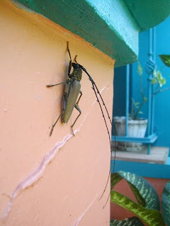 Long horned beetle, La Ceiba, Honduras