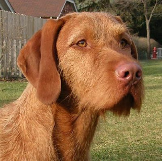 Wirehaired Vizsla Dog